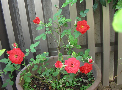 IMGA0992.JPG