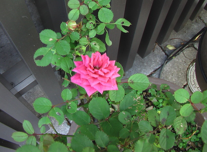 IMGA0993.JPG